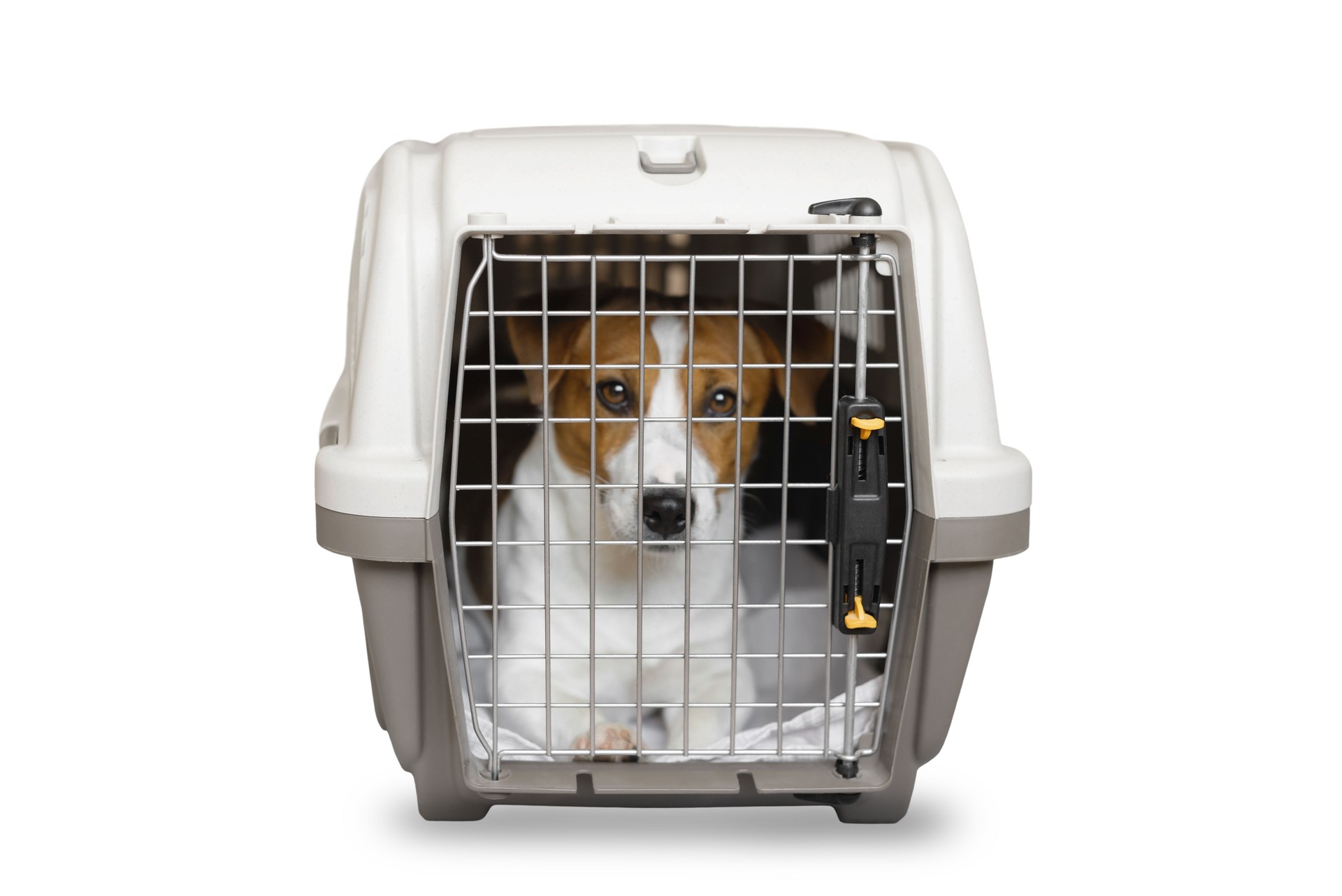 Closed pet carrier with a jack russell terrier dog isolated on white background