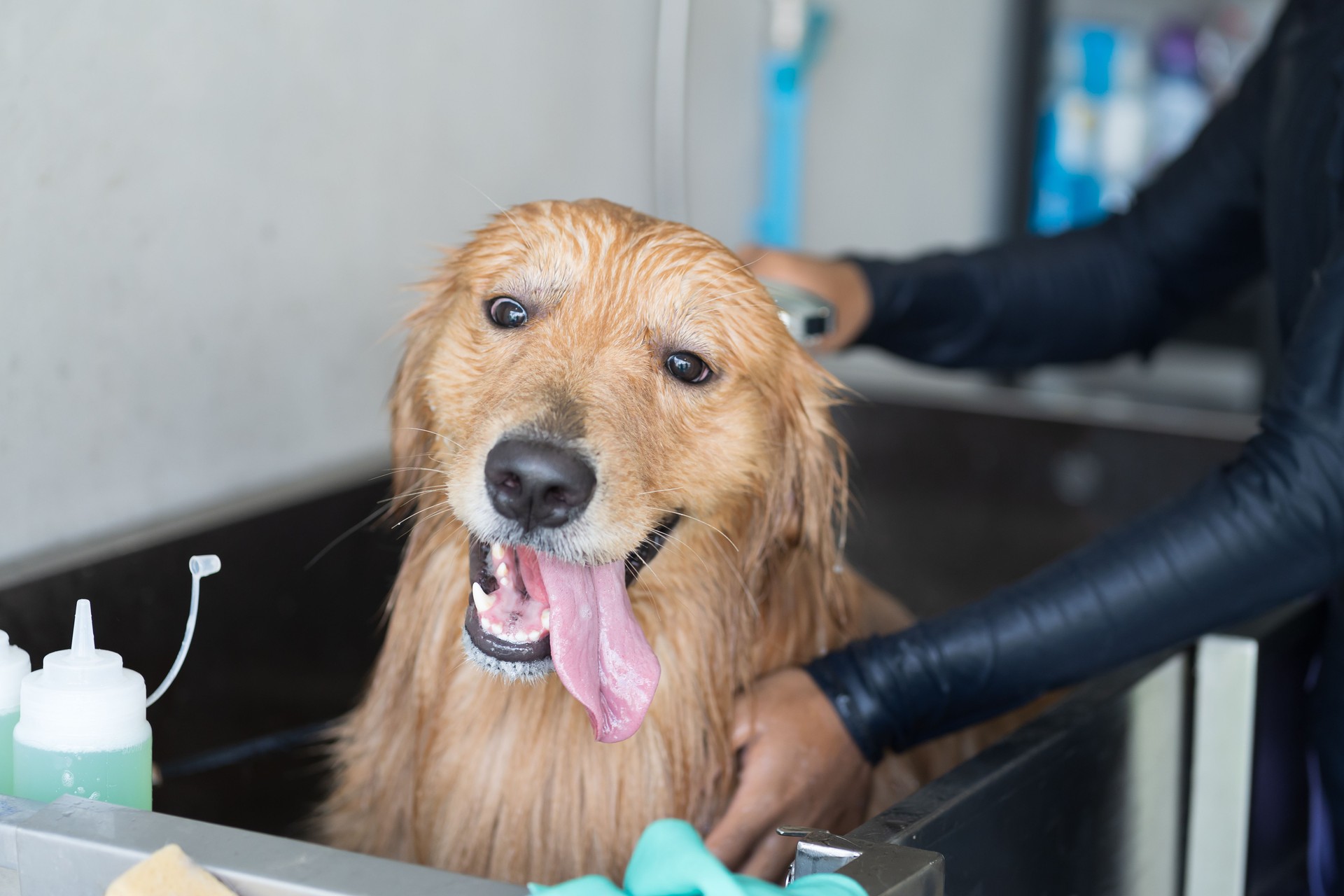 Dog grooming concept. Bathing of the golden retriever dog in grooming salon services. Happy dog taking shower in grooming salon