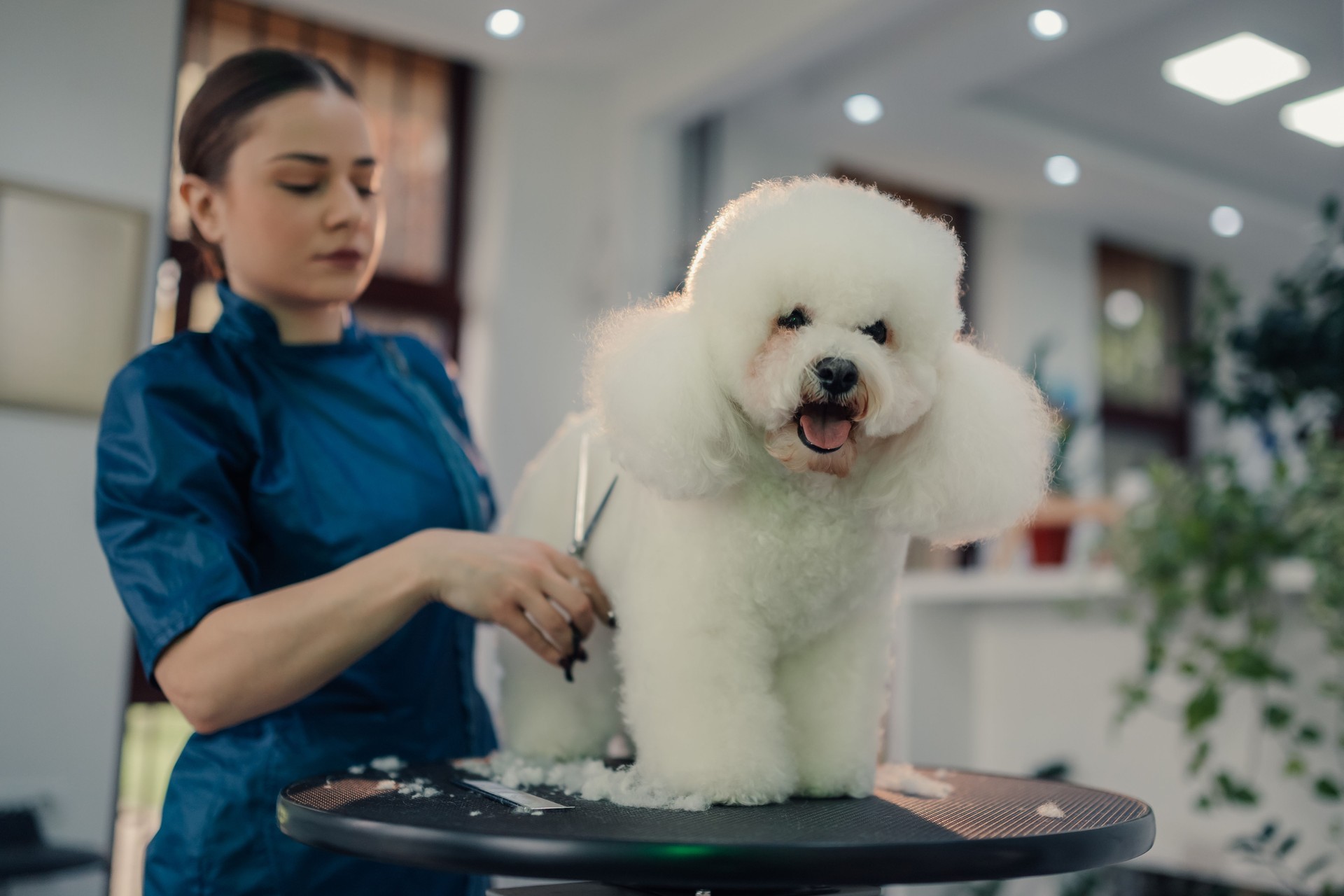 Professional pet groomer trimming a bichon frise dog's fur in a salon